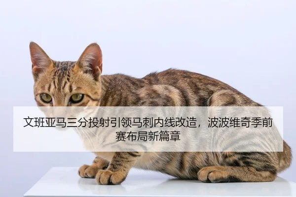 文班亚马三分投射引领马刺内线改造，波波维奇季前赛布局新篇章